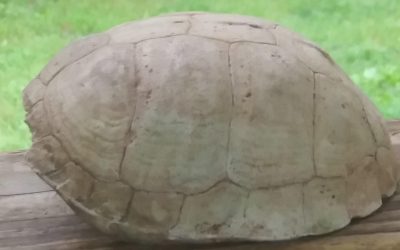 The Magic Turtle Shell by Martha Meeks