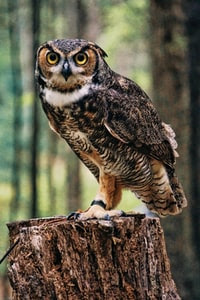 An owl standing on a tree stump Description automatically generated with medium confidence