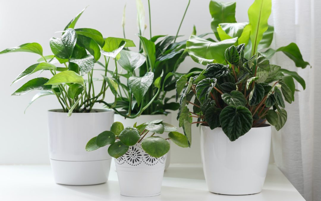 5 Non-toxic Indoor Plants For People With Pets