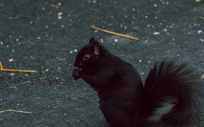 Black Squirrel Spiritual Meaning