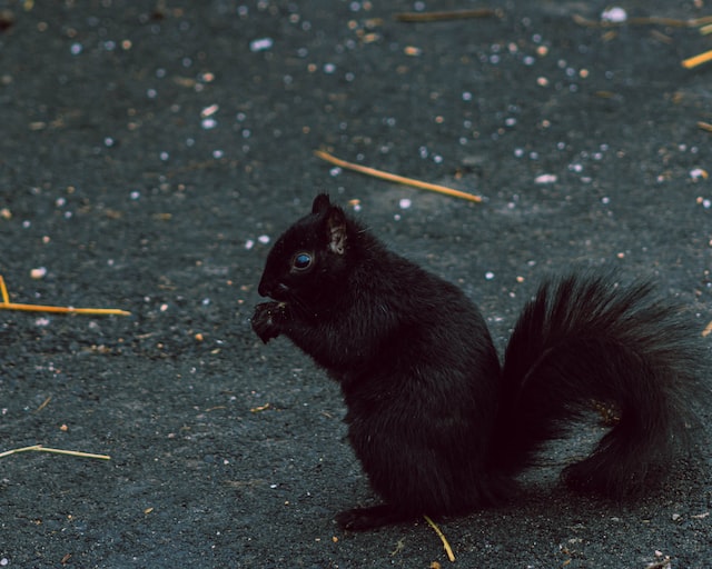 Black Squirrel Spiritual Meaning